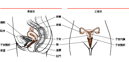 子宮 内 膜 増殖 症 症状